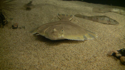 Flatfish is resting at the bottom of the water