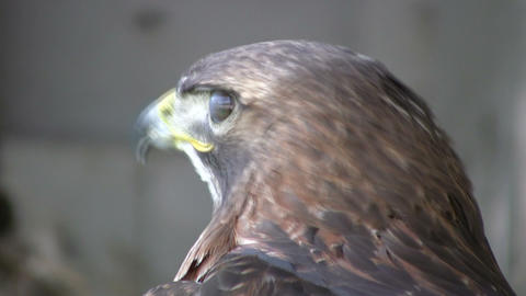 Closeup of Red-Tailed Hawk as he looks around (High Definition)