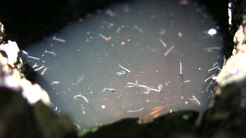 Mosquito larvae are swimming in pool of water (High Definition)