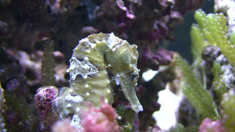 Close-up of a Caribbean Seahorses relaxing in the water