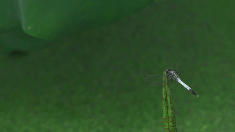 Dragonfly