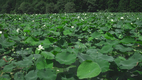 Minamiechizen Town Hualien Park Hana Lotus