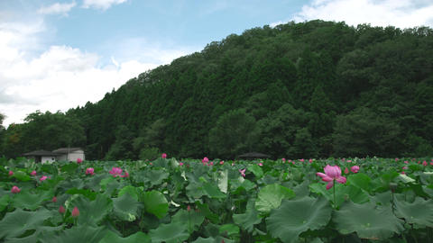 Minamiechizen Town Hualien Park Hana Lotus