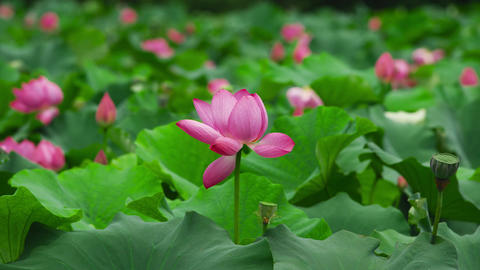 Minamiechizen Town Hualien Park Hana Lotus