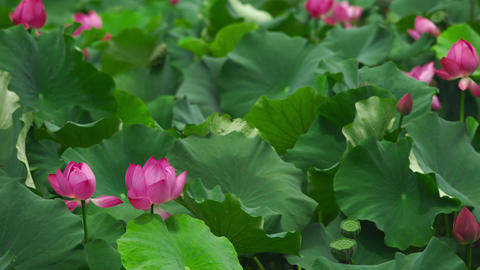 Minamiechizen Town Hualien Park Hana Lotus