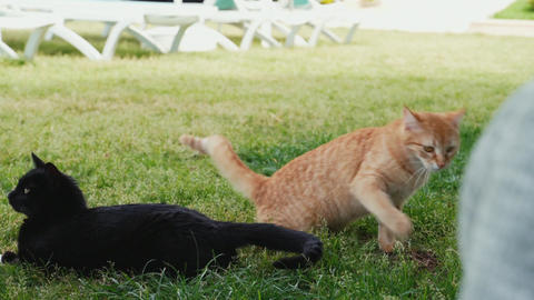 Black and ginger kitten play in the grass