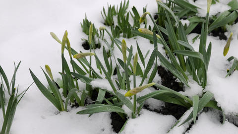 Daffodils buds with green leaves in snow