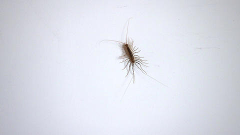 House centipede crawling on the wall, closeup view