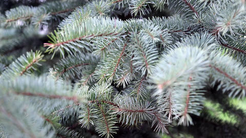 Closeup moving shot of fir tree branches