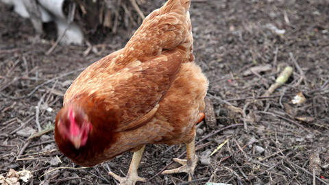 Brown hen crowling outdoor, gimbal shot