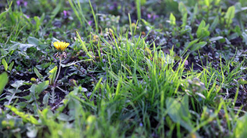 Low angle pov walk in the grass and flowers