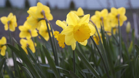 Closeup view of yellow daffodil flower trembling on the wind