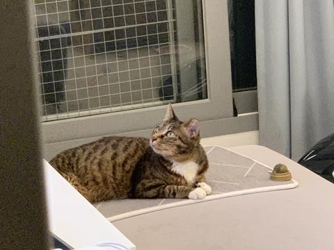 a cat watching TV, Cat, animal, pretty cat, sweet cat, street cat, house cat, Korean short hair
