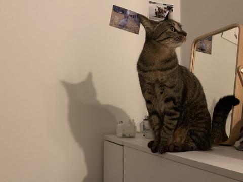 pretty cat, sweet cat, street cat, house cat, baby cat, Korean short hair