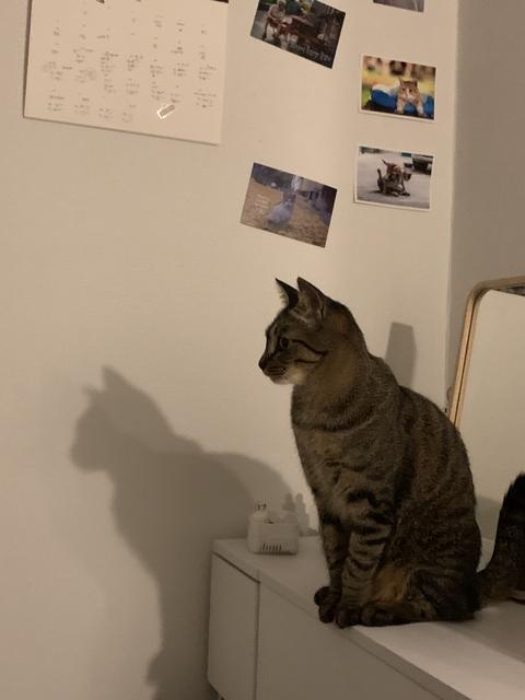 Cat, streetcat, baby cat, animal, Cat pictures
