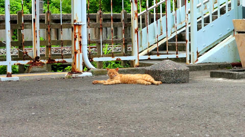 駅に住む野良猫
