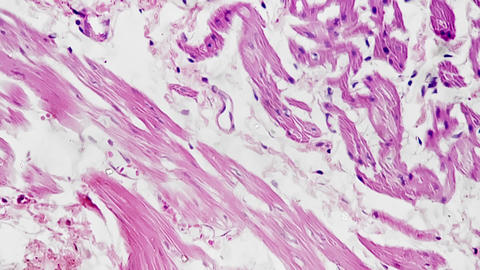 Smooth Muscle 400x Microscope