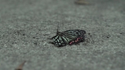 Ant and butterfly 1