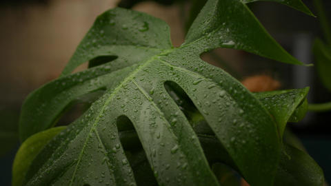aglaonema maria plant Aglaonema 'Maria' main image 0