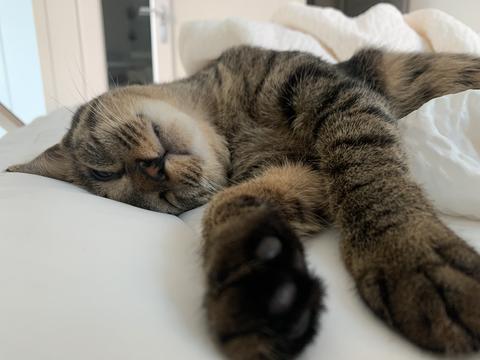 A Sleeping Cat