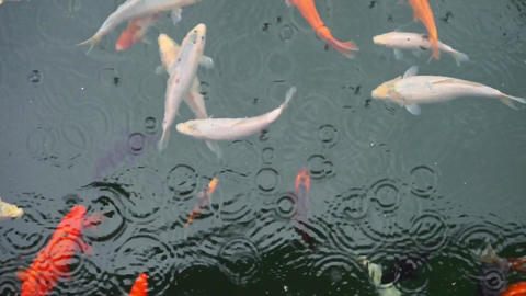 Animated Koi Fish Gif