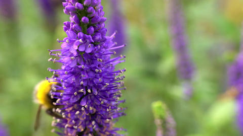 Bumblebee feeds on nectar of a veronica longifolia
