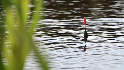 Fishing Float Bobbing Gif