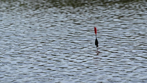 Fishing Float Bobbing Gif
