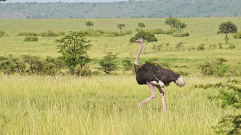 Ostriches Running Gif Namibischer Strauß Fotos Und Bildmaterial In