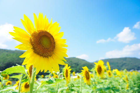 写真素材「ひまわり」 1