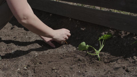 female hands carefully plant seeds in brown ground earth garden spring sunny