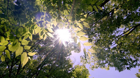Sunlight spilling through gaps in tree branches and leaves