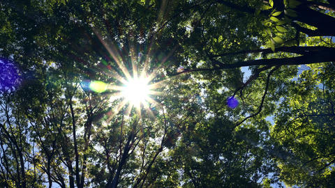 Sunlight shines through the gaps in the branches and leaves of trees