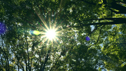 Sunlight shines through the gaps in the branches and leaves of trees