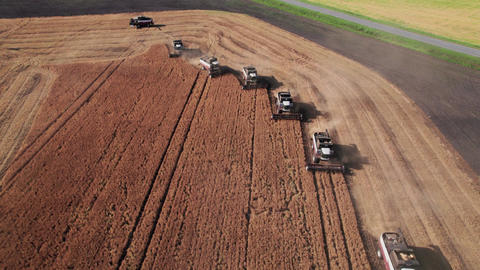 Combine harvesting: aerial view of agricultural machine collecting golden ripe