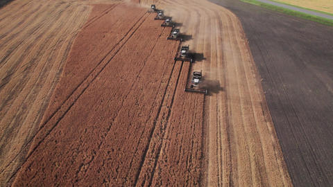 Combine harvesting: aerial view of agricultural machine collecting golden ripe