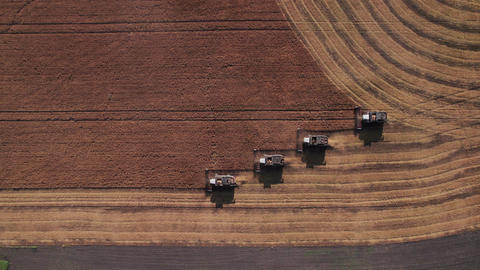 Combine harvesting: aerial view of agricultural machine collecting golden ripe