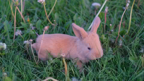 Rabbit Royalty Free Images Stock Photos (Adorable Baby White