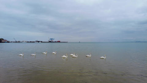 People rest on the sandy shore of the Black Sea next to white swans. 0168 1