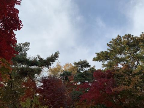 Maple trees, autumn, Changgyeonggung Palace, autumn road