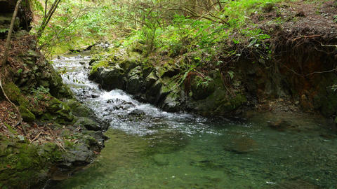 Small water stream in deep forest. Water stream and fore GIF 27899388 ...
