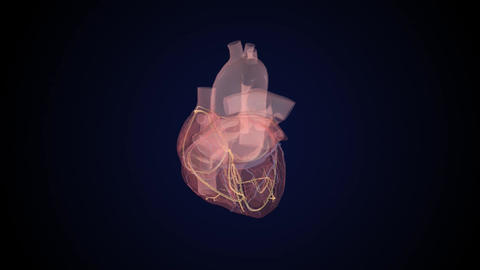 Cardiac Conduction System Gif