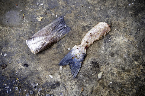 Spoiled fish in the trash
