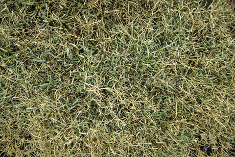 Green grass background