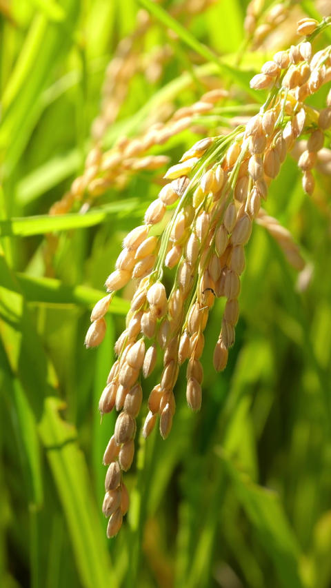Rice Plant Before Harvest