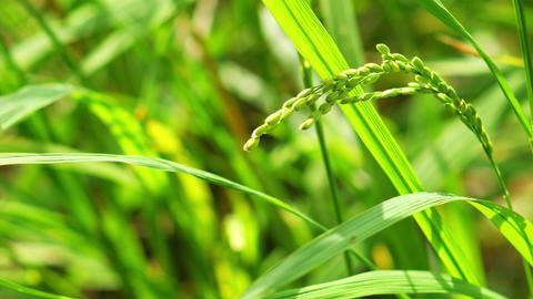 Close-up ears of rice in rice field 애니메이션 GIF 27812571 | MotionElements