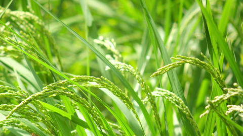 Close-up ears of rice in rice field 애니메이션 GIF 27812536 | MotionElements
