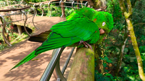 Couple of green parrots macaw birds cuddling, beaking GIF 28047754 ...