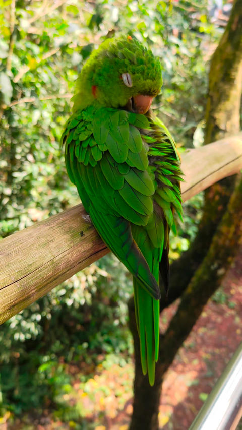 Green parrot macaw bird beaking himself | Vertical video GIF 28048376 ...