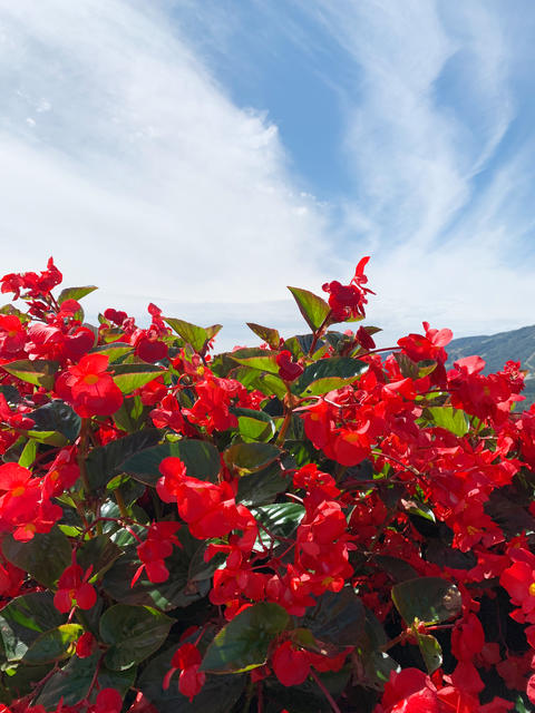 Beautiful flower garden with blooming begonias 02